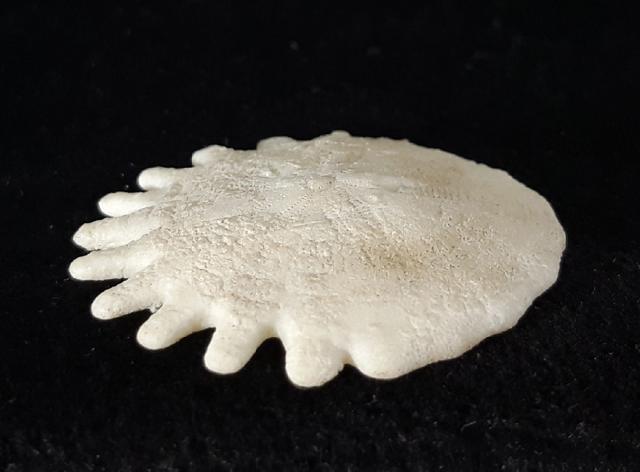 Heliophora orbicularis AGASSIZ 1840 - Bild © FossNet FossilienStore